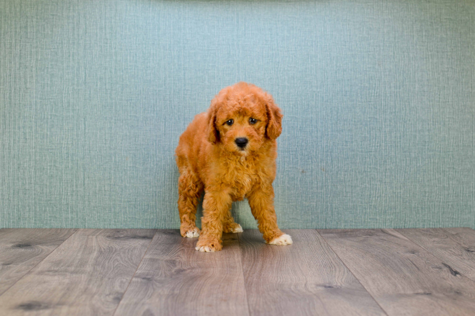 Best Mini Goldendoodle Baby