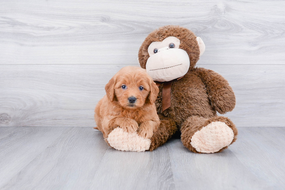 Adorable Golden Retriever Poodle Mix Puppy