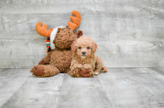 Hypoallergenic Cavoodle Poodle Mix Puppy