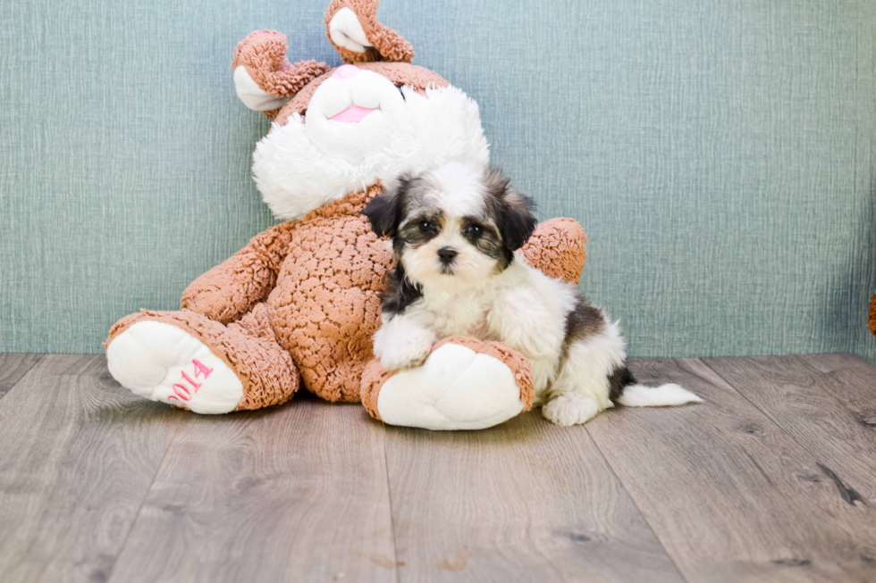 Teddy Bear Pup Being Cute