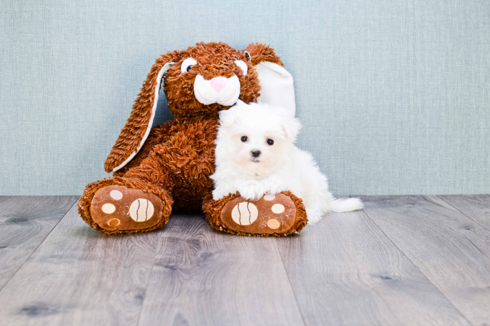 Maltese Pup Being Cute