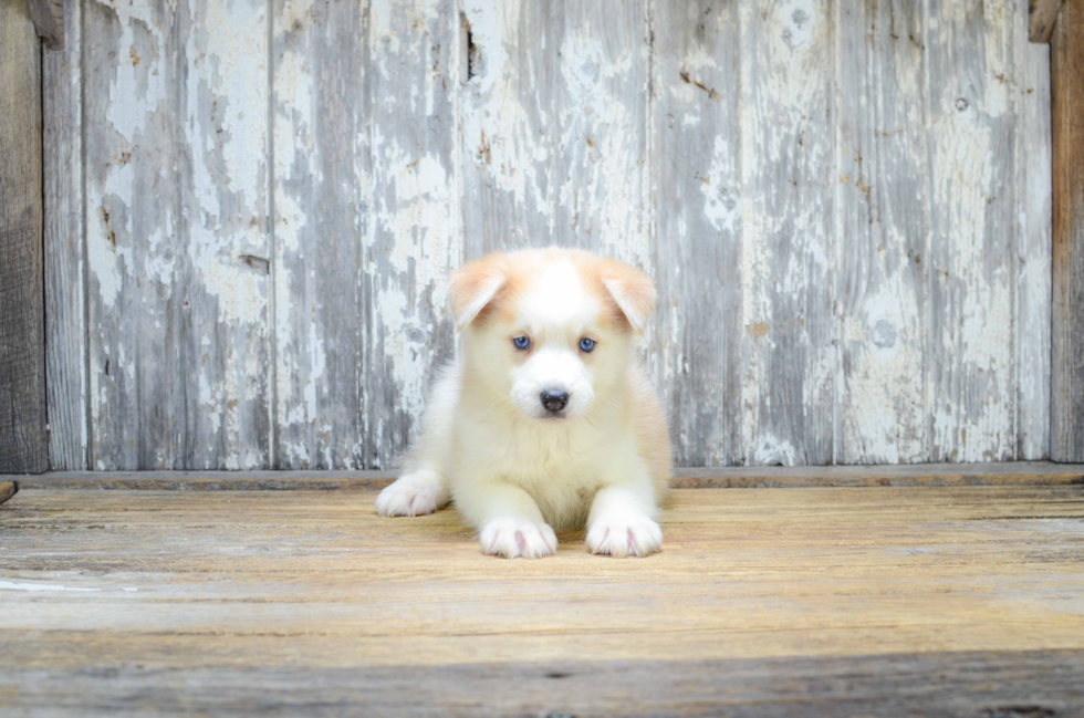 Hypoallergenic Mini Husky Designer Puppy