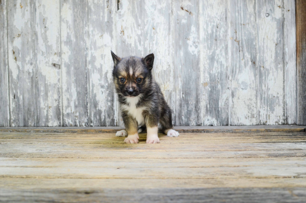 Best Pomsky Baby