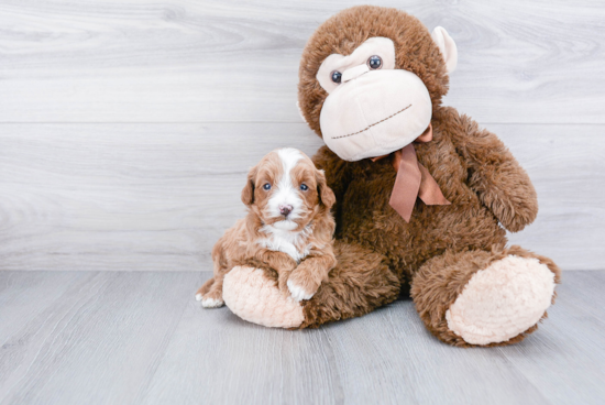 Adorable Cavoodle Poodle Mix Puppy