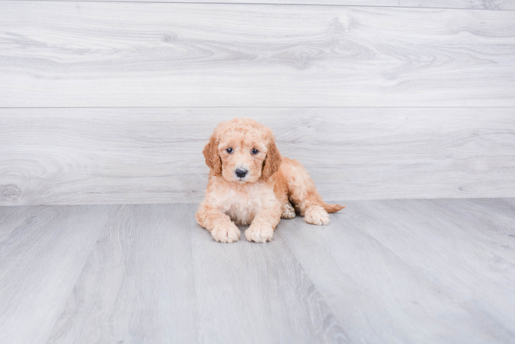 Mini Goldendoodle Puppy for Adoption