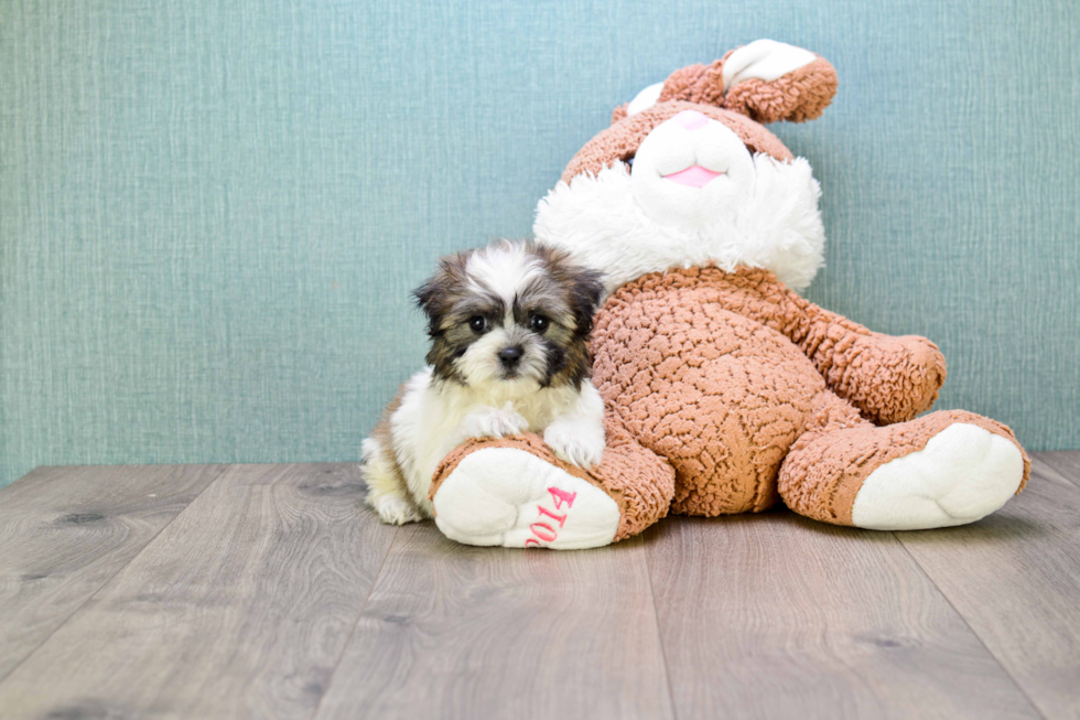 Teddy Bear Pup Being Cute