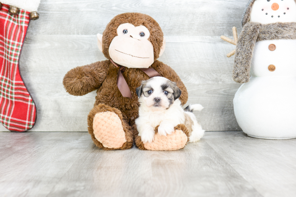 Teddy Bear Pup Being Cute