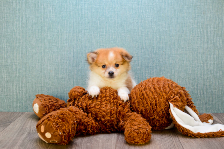 Popular Pomeranian Purebred Pup