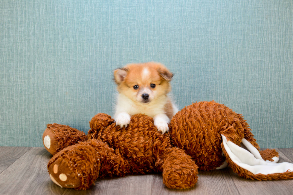 Popular Pomeranian Purebred Pup