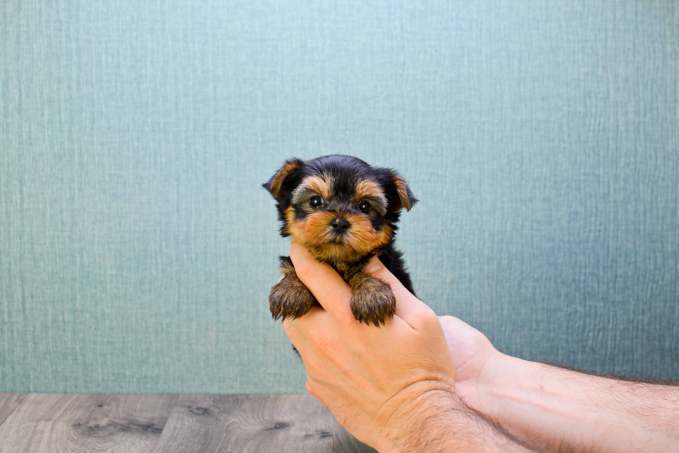 Meet Giselle - our Yorkshire Terrier Puppy Photo 