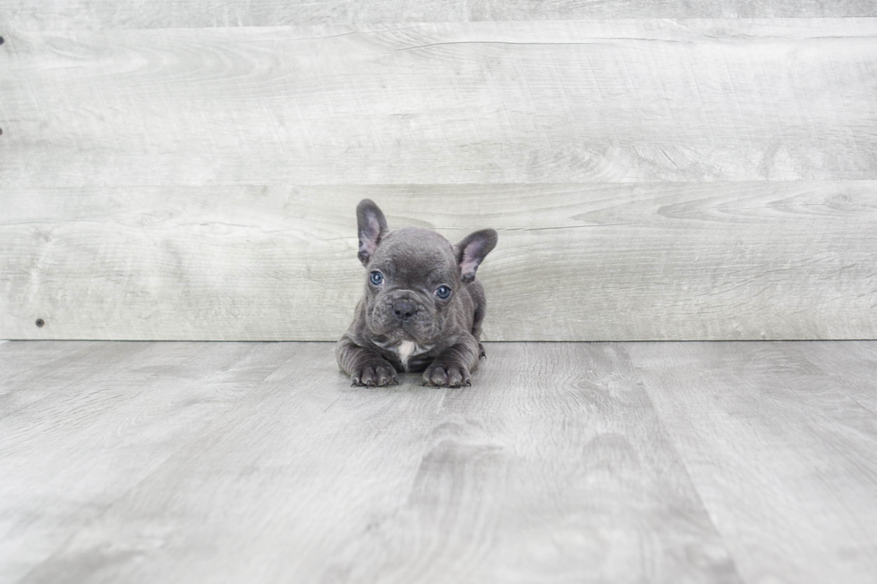 Popular French Bulldog Purebred Pup