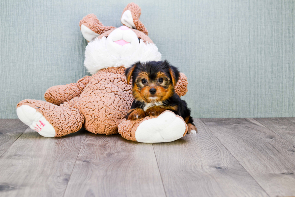 Meet Goldie - our Yorkshire Terrier Puppy Photo 