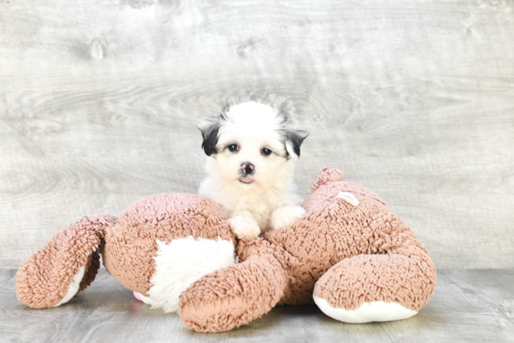 Teddy Bear Puppy for Adoption