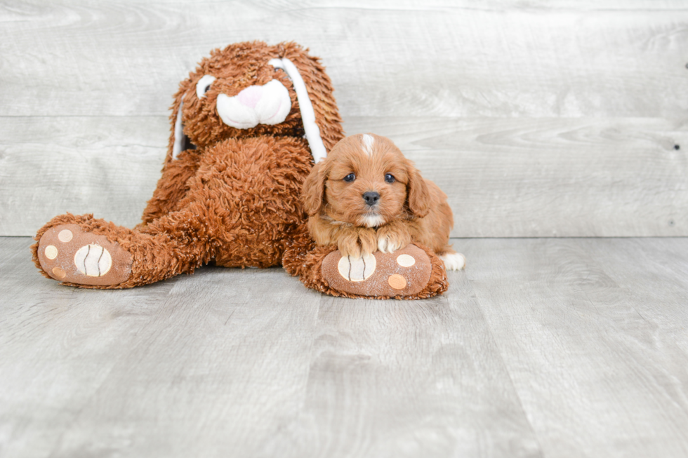 Adorable Cavoodle Poodle Mix Puppy