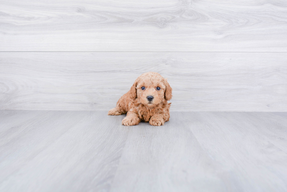 Energetic Cavoodle Poodle Mix Puppy