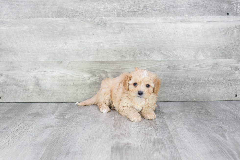 Energetic Cavoodle Poodle Mix Puppy