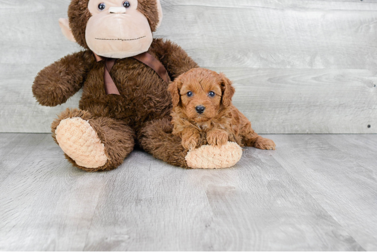 Small Cavapoo Baby