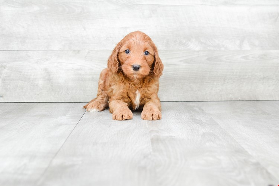 Mini Goldendoodle Puppy for Adoption