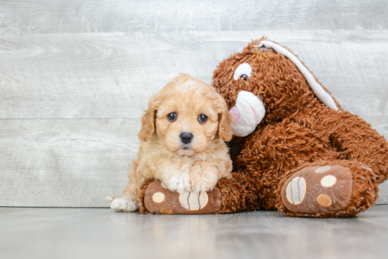 Cavapoo Pup Being Cute