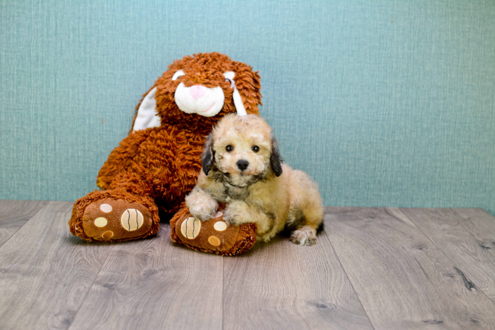 Maltipoo Puppy for Adoption