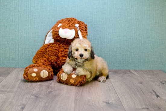 Maltipoo Puppy for Adoption