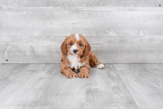 Cavapoo Pup Being Cute