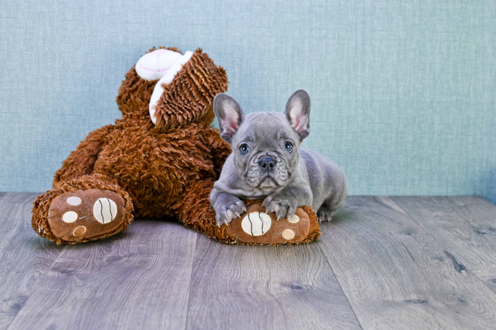 Popular French Bulldog Purebred Pup