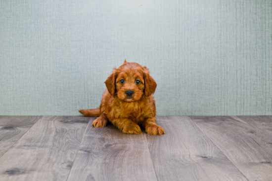 Happy Mini Goldendoodle Baby