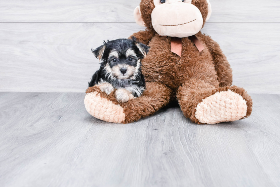 Cute Morkie Baby