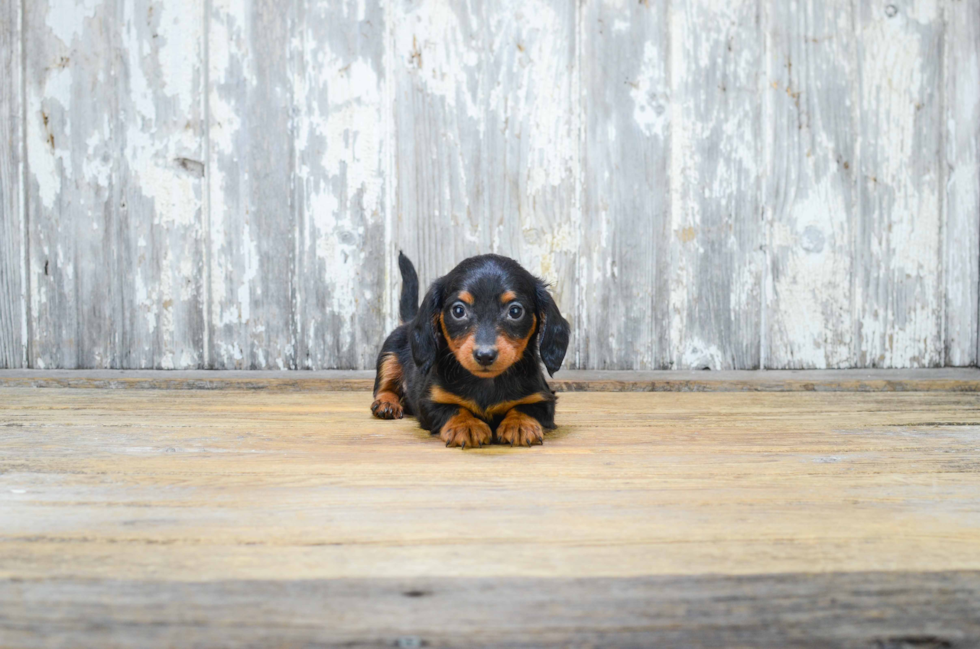 Dachshund Pup Being Cute