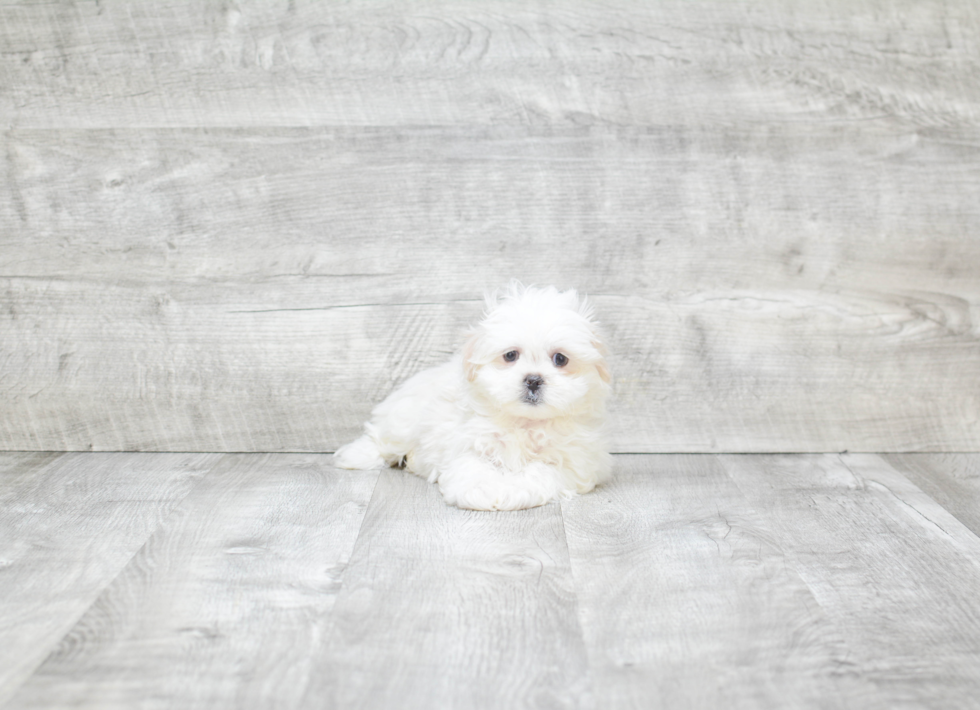 Hypoallergenic Shichon Designer Puppy