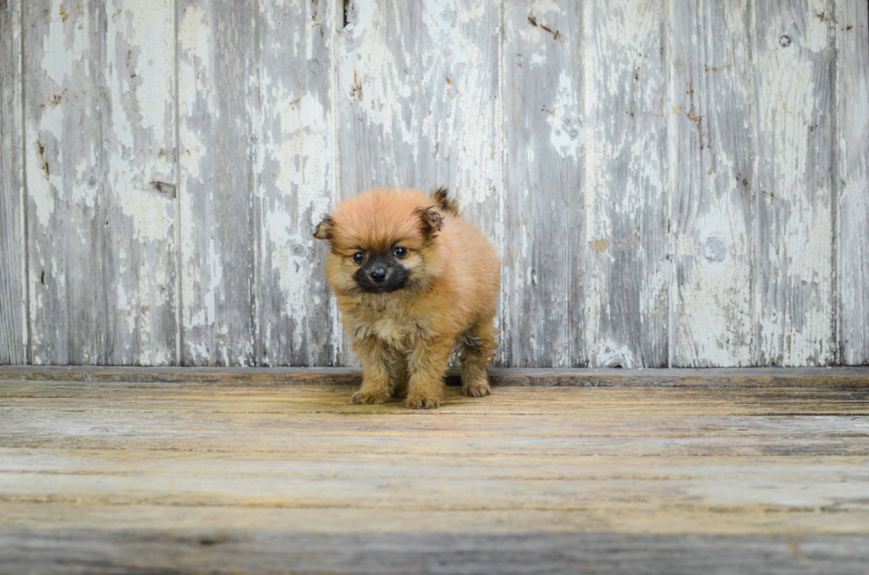 Playful Pomeranian Purebred Pup