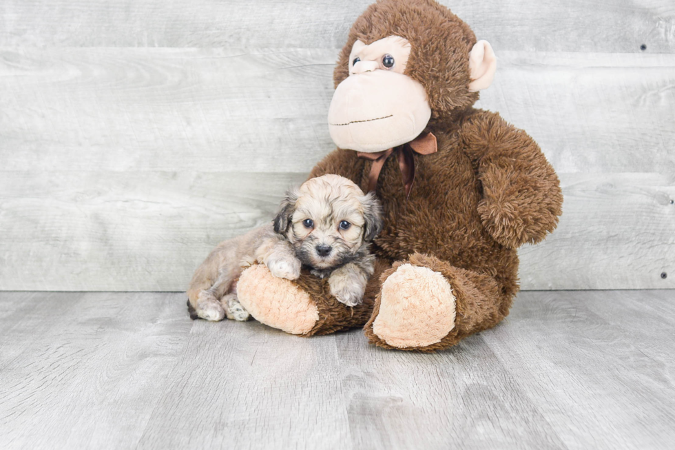 Teddy Bear Pup Being Cute