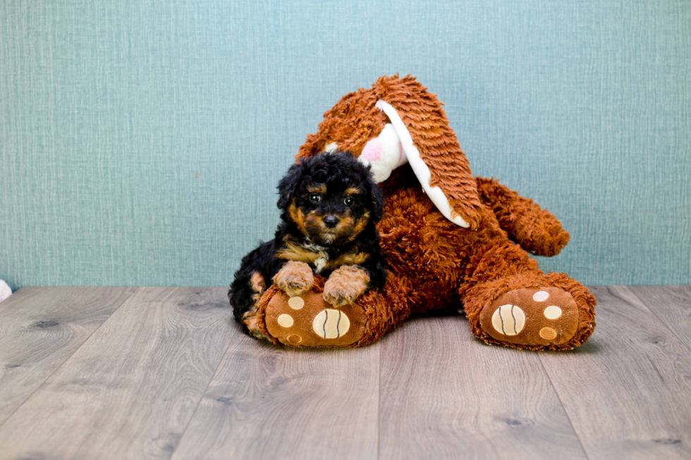 Yorkie Poo Puppy for Adoption