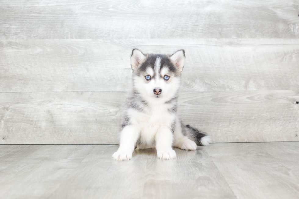 Best Pomsky Baby