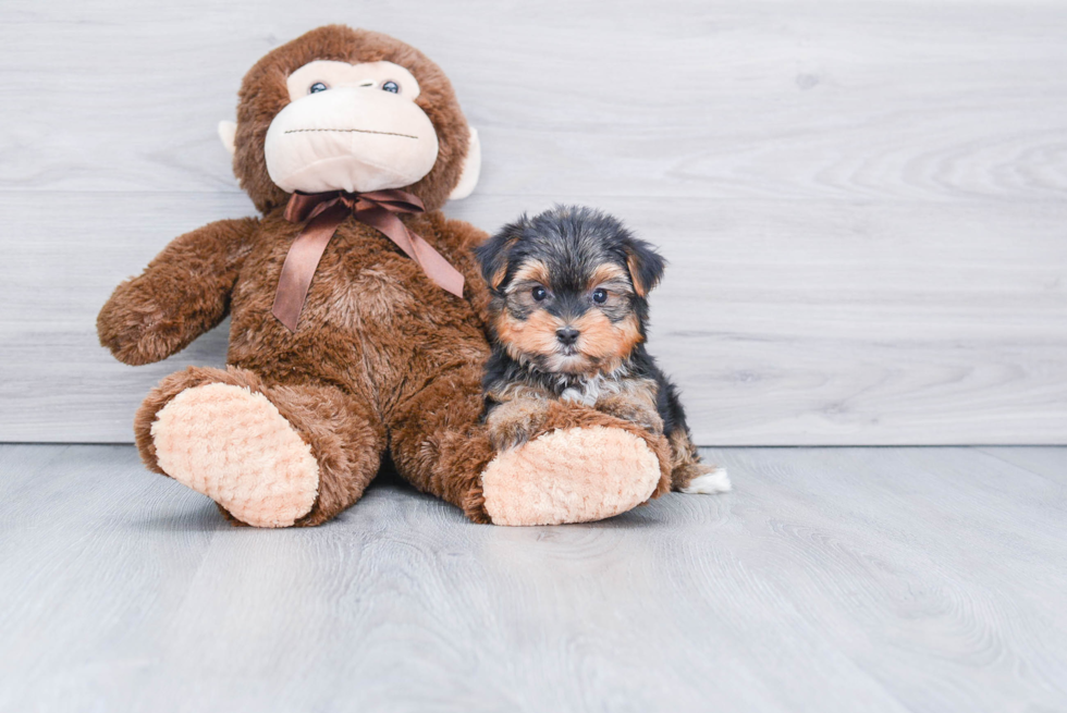 Meet Snickers - our Yorkshire Terrier Puppy Photo 