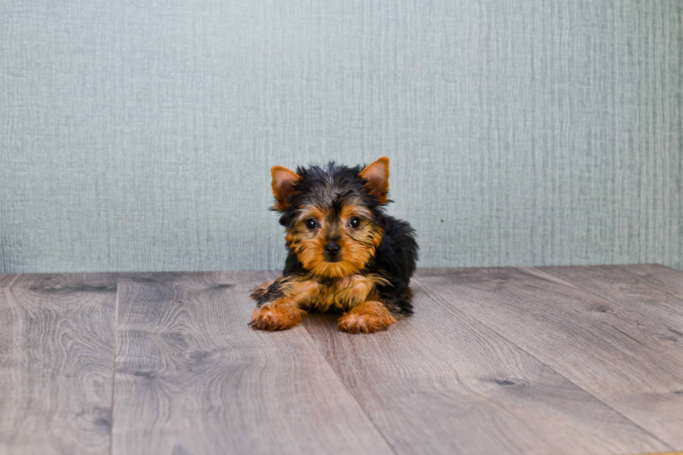 Meet Tinkerbell - our Yorkshire Terrier Puppy Photo 