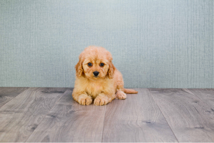 Cute Cavapoo Baby