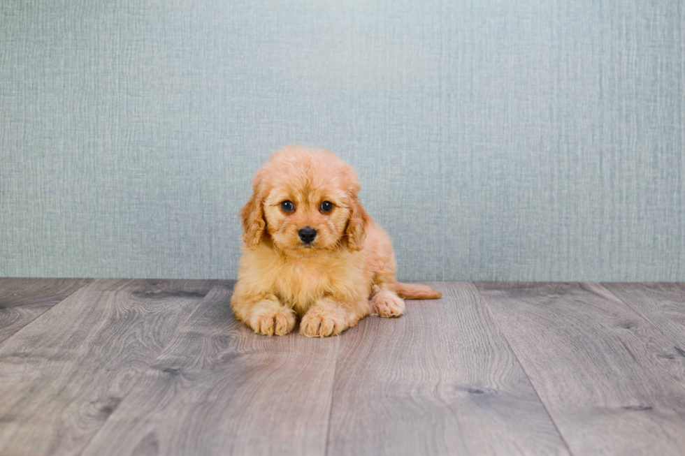 Cute Cavapoo Baby