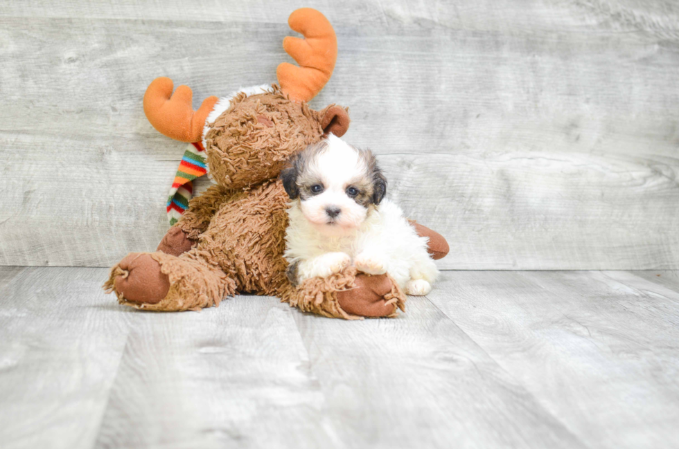 Teddy Bear Pup Being Cute