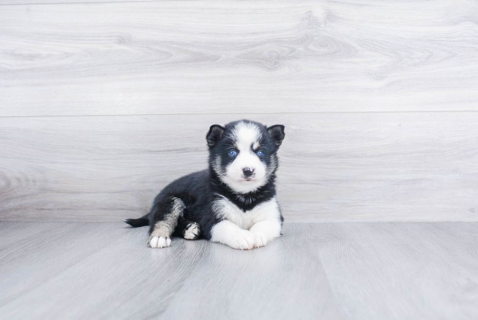 Friendly Pomsky Baby