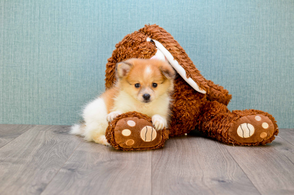 Pomeranian Puppy for Adoption