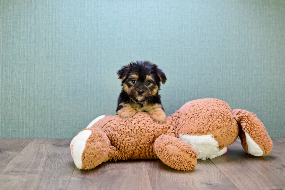 Hypoallergenic Yorkie Designer Puppy