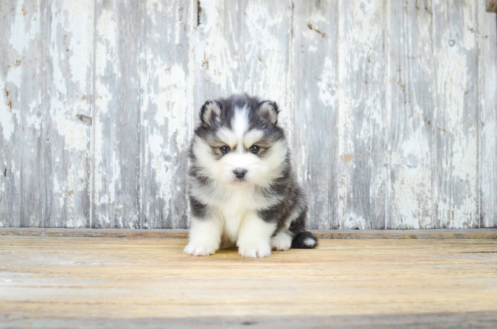 Best Pomsky Baby