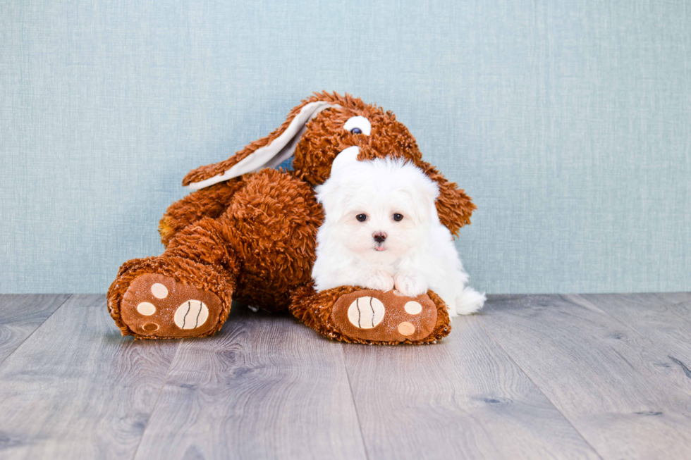 Fluffy Maltese Purebred Puppy