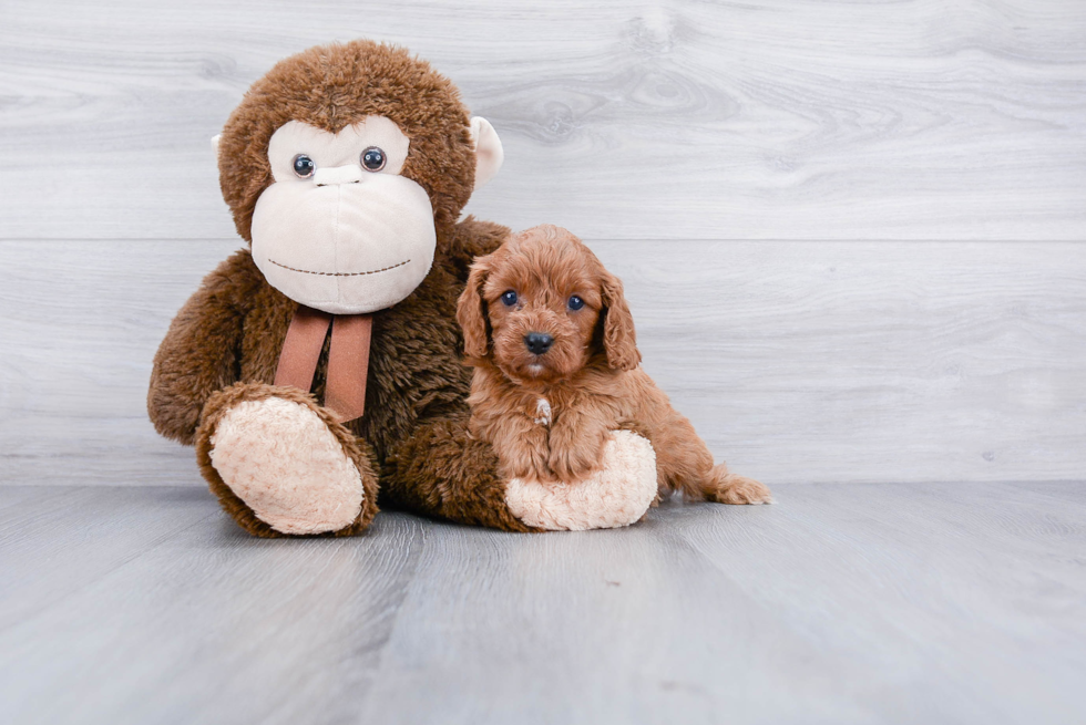 Smart Cavapoo Poodle Mix Pup