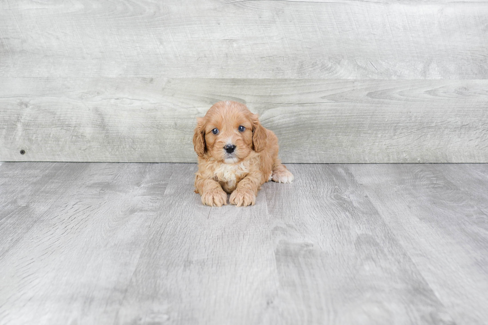 Funny Cavapoo Poodle Mix Pup