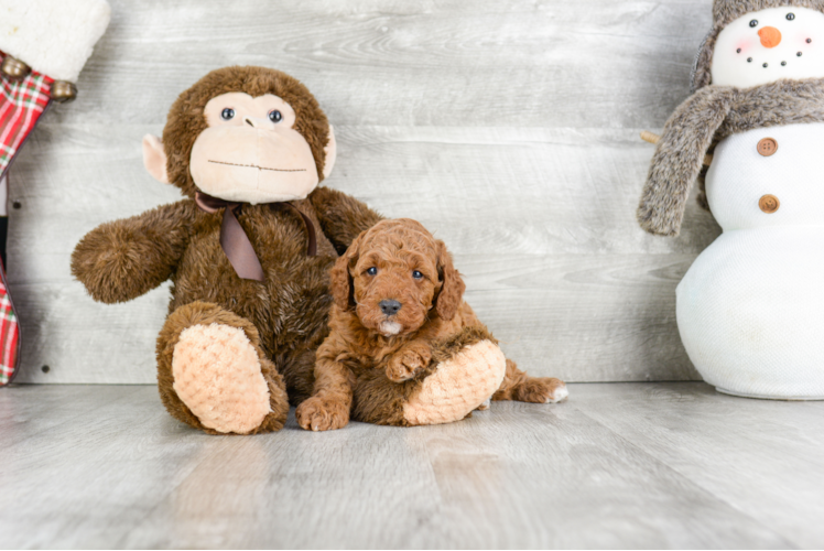 Adorable Cockerpoo Poodle Mix Puppy