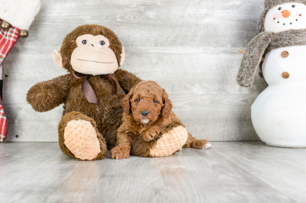 Adorable Cockerpoo Poodle Mix Puppy