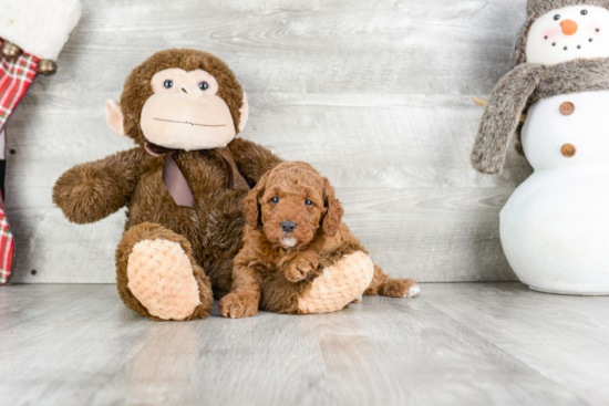 Adorable Cockerpoo Poodle Mix Puppy